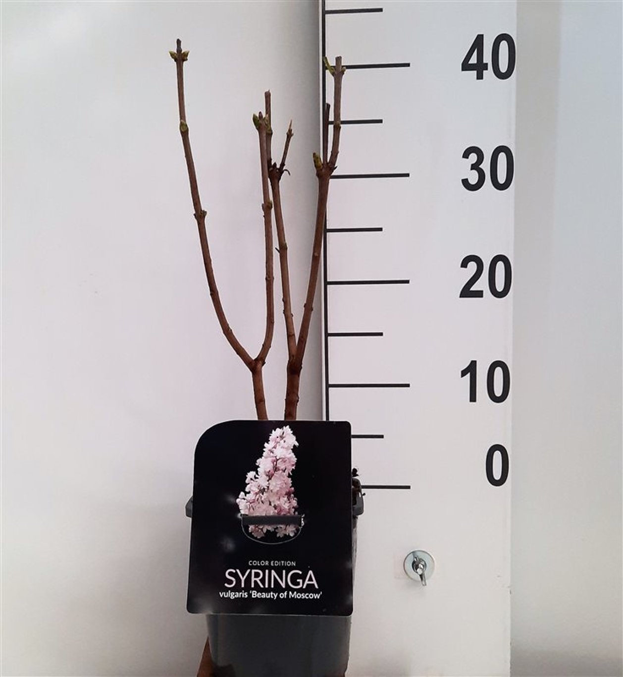 Syringa v. 'Beauty of Moscow' - C2 30-40 CM